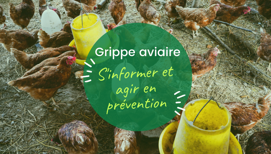 Agir en prévention : Primalab accompagne les eleveurs avicoles dans la lutte contre la grippe aviaire